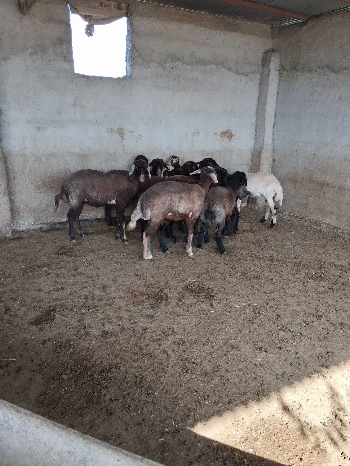 11عددبره.|حیوانات مزرعه|سیمین شهر, |دیوار