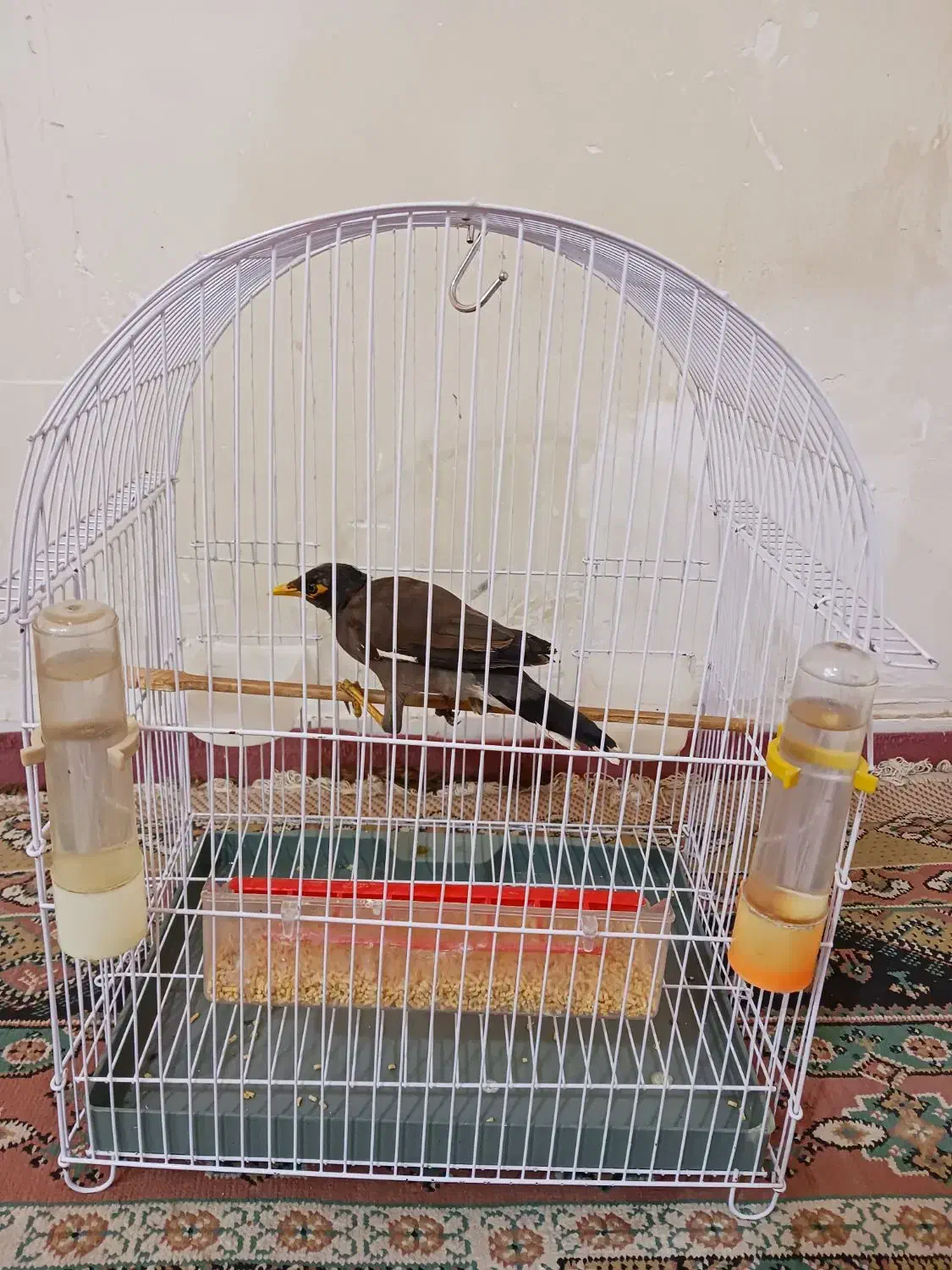 مرغ میناجوجه چهار ماهه|پرنده|شیراز, شهرک قمشه|دیوار
