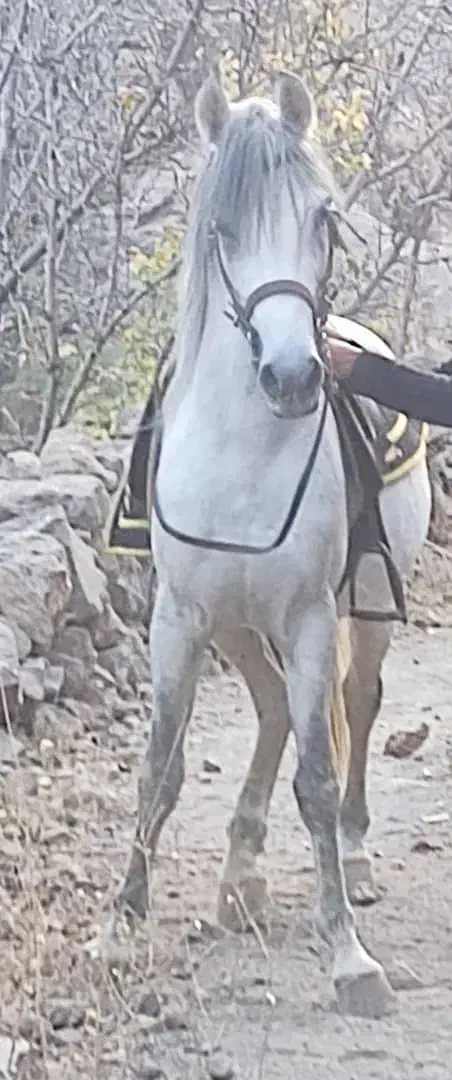 اسب کرد رقاص بازیکن|اسب و تجهیزات اسب‌سواری|رینه, |دیوار