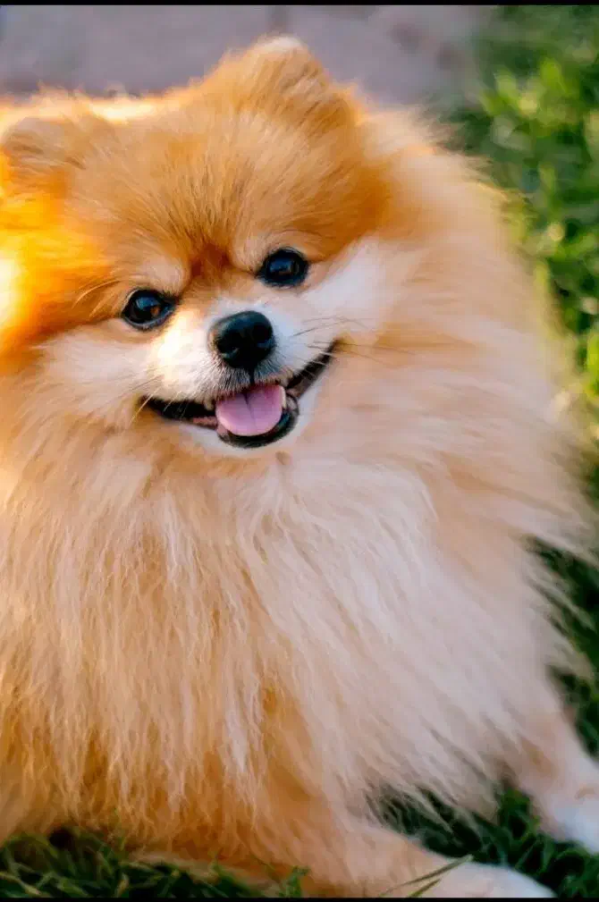 سگ پامر،پامرین اصیل برای جفتگیری،جفت گیری|سگ|شهریار, کردزار|دیوار