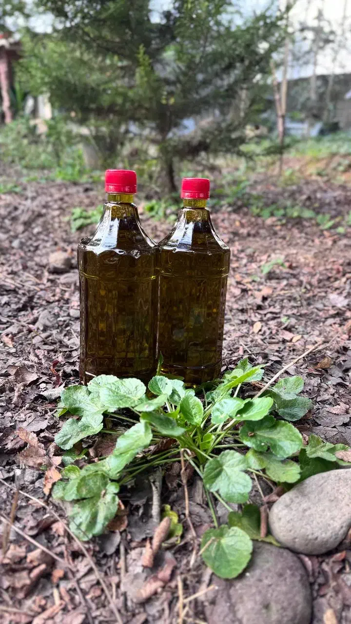 روغن زیتون طبیعی به شرط ازمایش|خوردنی و آشامیدنی|رشت, منظریه|دیوار