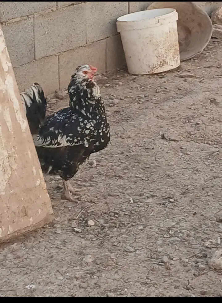 تخم مرغ نطفه دار گلین|حیوانات مزرعه|نجف‌آباد, یزدانشهر|دیوار