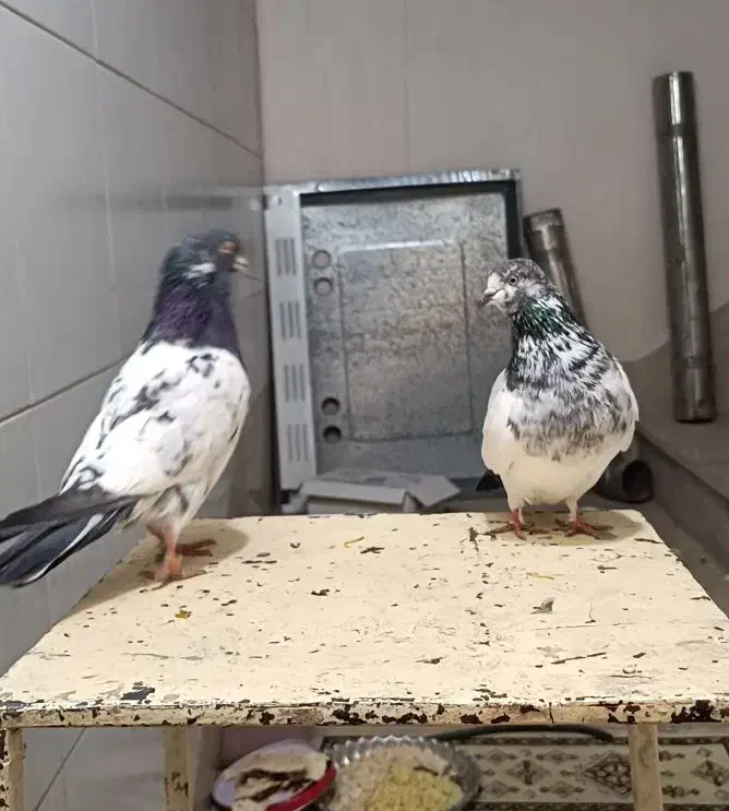 نر و ماده کله دم سبز درجه یک به شرط تخم و جوجه|پرنده|اصفهان, شاهد|دیوار