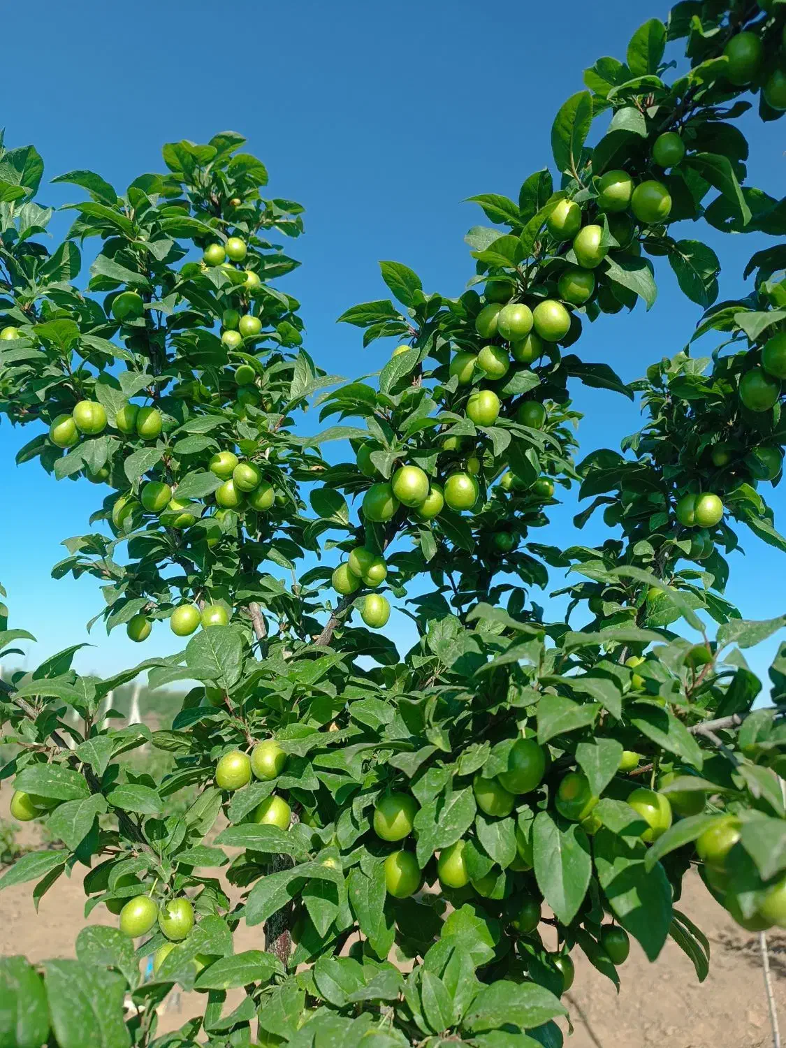 باغ ویلا سلطنتی|فروش دفتر صنعتی، کشاورزی، تجاری|الوند, |دیوار