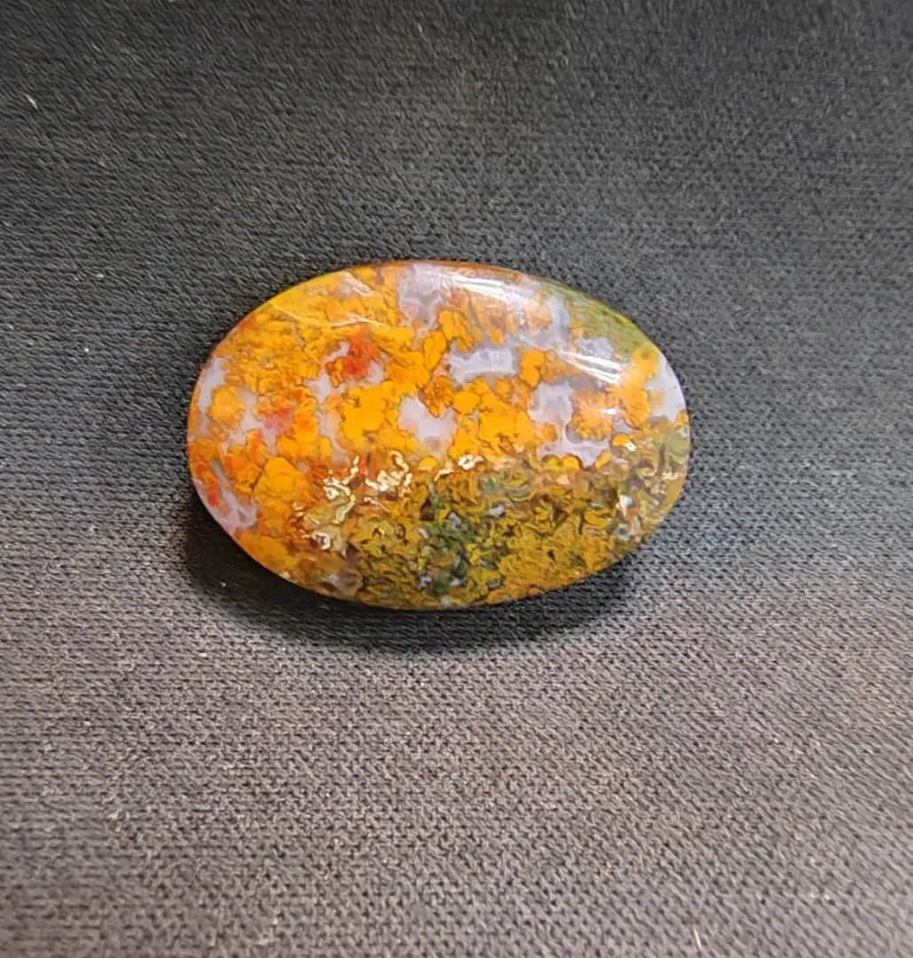 شجر بهاره|بدلیجات|بوشهر, |دیوار