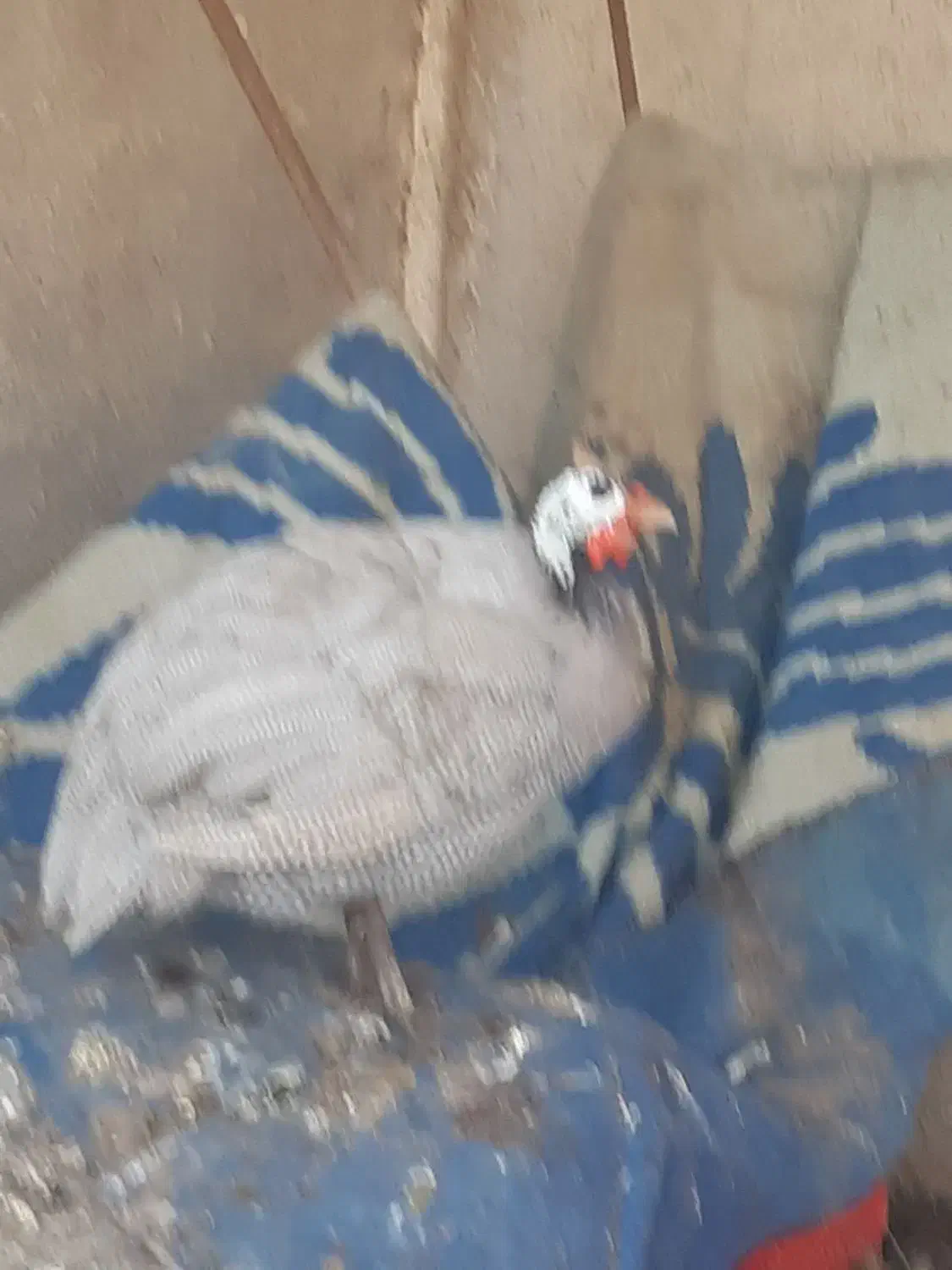 واردک روسی ویه مرغ شاخدار و مرغ|حیوانات مزرعه|خرمشهر, |دیوار