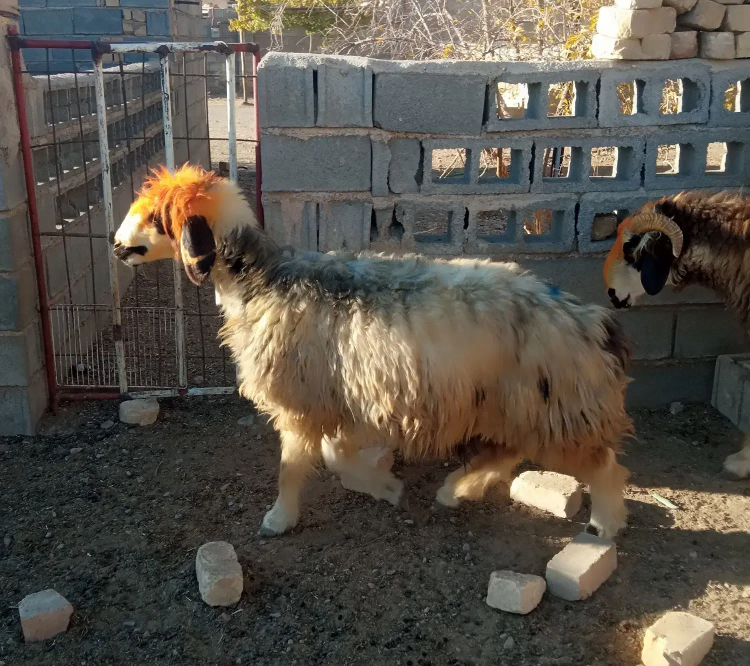 بره نر و ماده شیشک|حیوانات مزرعه|درودزن, |دیوار