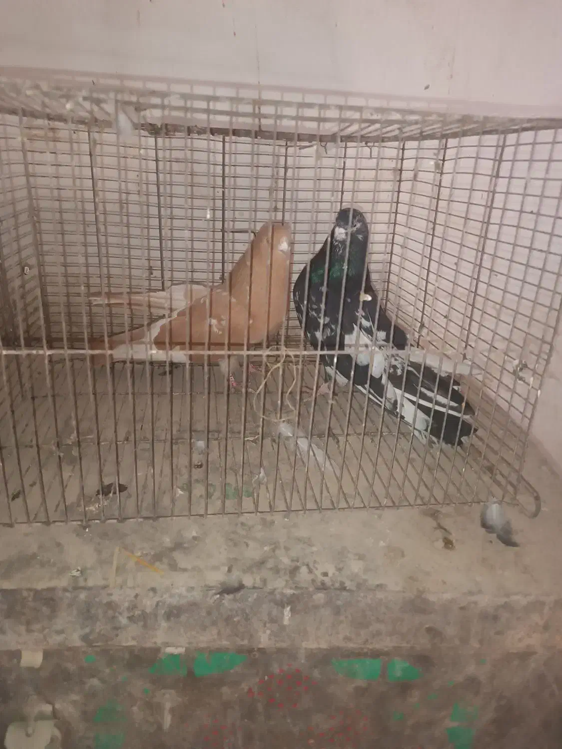 سرور ۳جفت|پرنده|بستان آباد, |دیوار