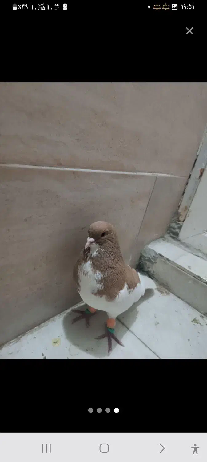 کبوتر|پرنده|کازرون, |دیوار