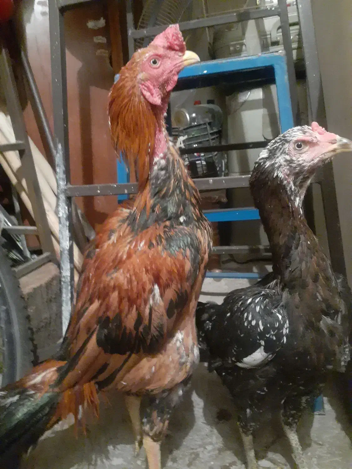 یک جفت مرغ خروس لاری|حیوانات مزرعه|اقبالیه, |دیوار