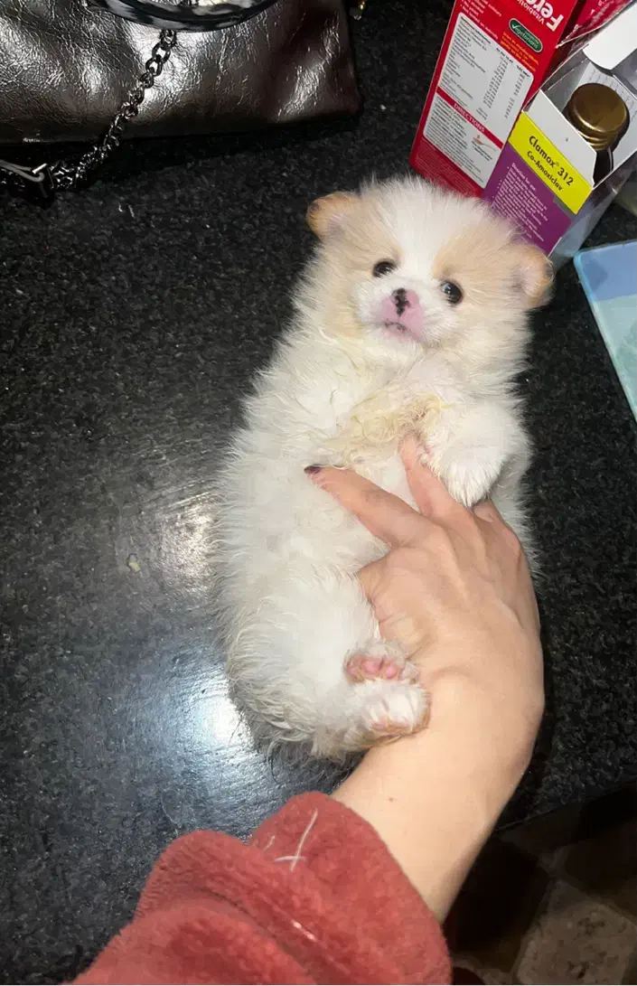 سگ پامرانین|سگ|تهران, پاسداران|دیوار