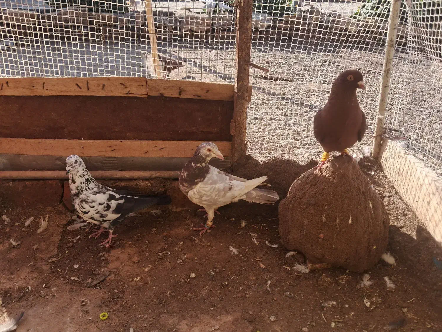 3 تا پرشی|پرنده|الوند, |دیوار