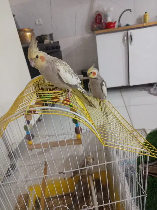 جوجه عروس هلندی|پرنده|بروجرد, |دیوار