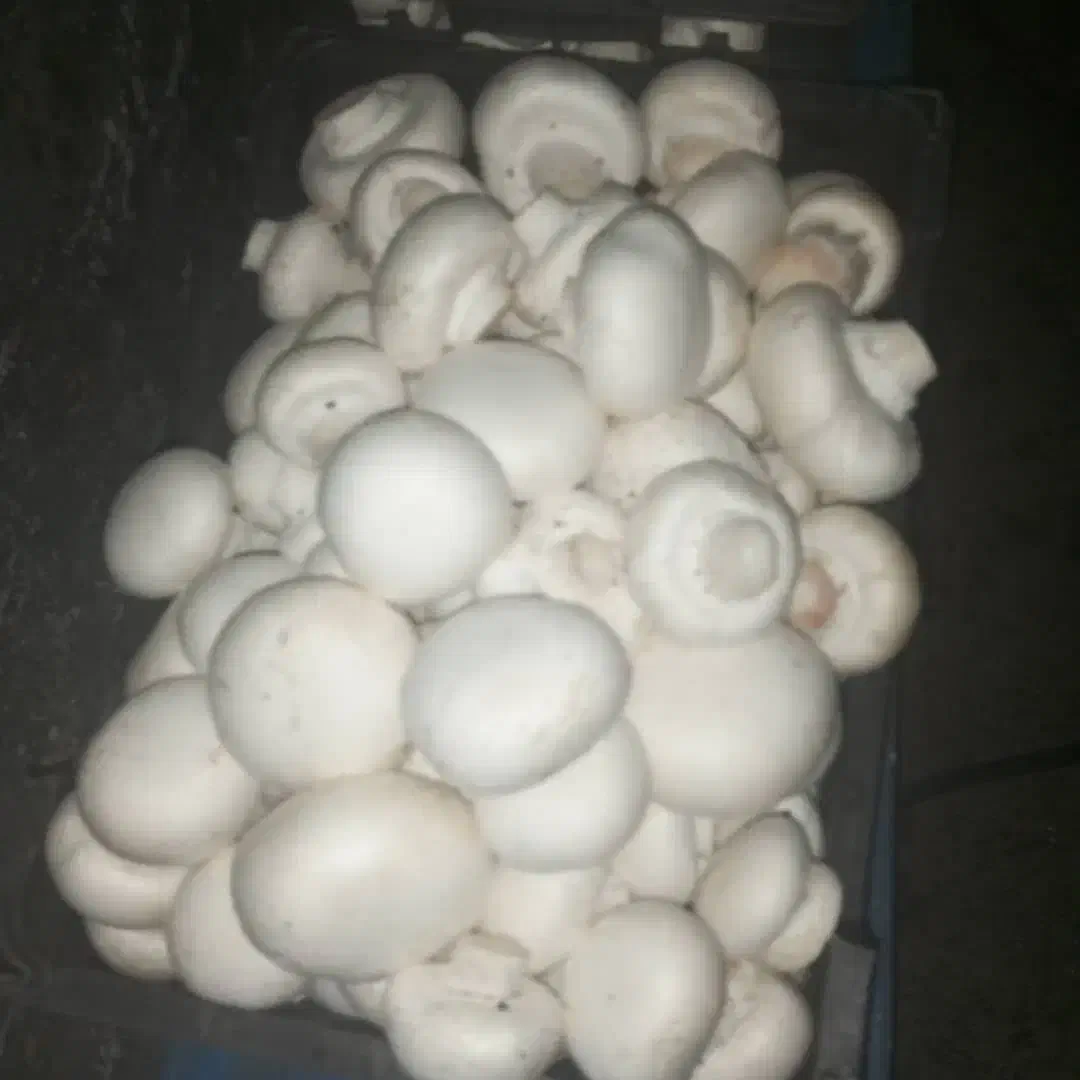 قارچ تازه|خوردنی و آشامیدنی|سرپل ذهاب, |دیوار