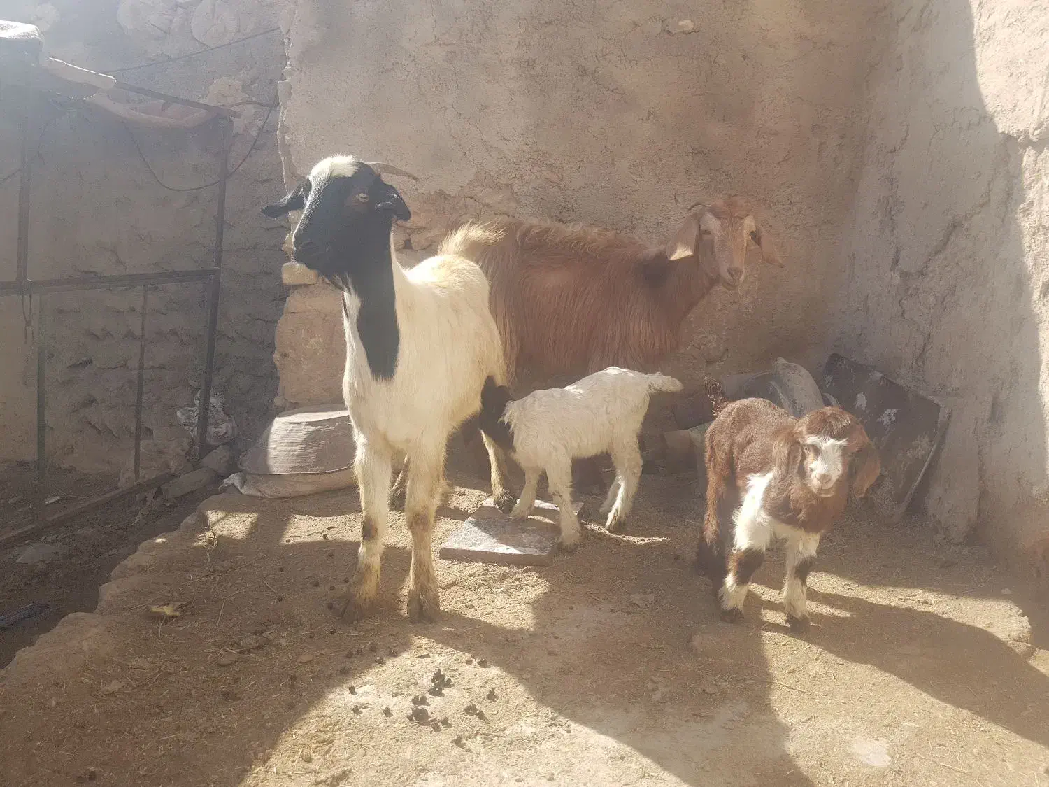 بزه بزغاله|حیوانات مزرعه|قیدار, |دیوار