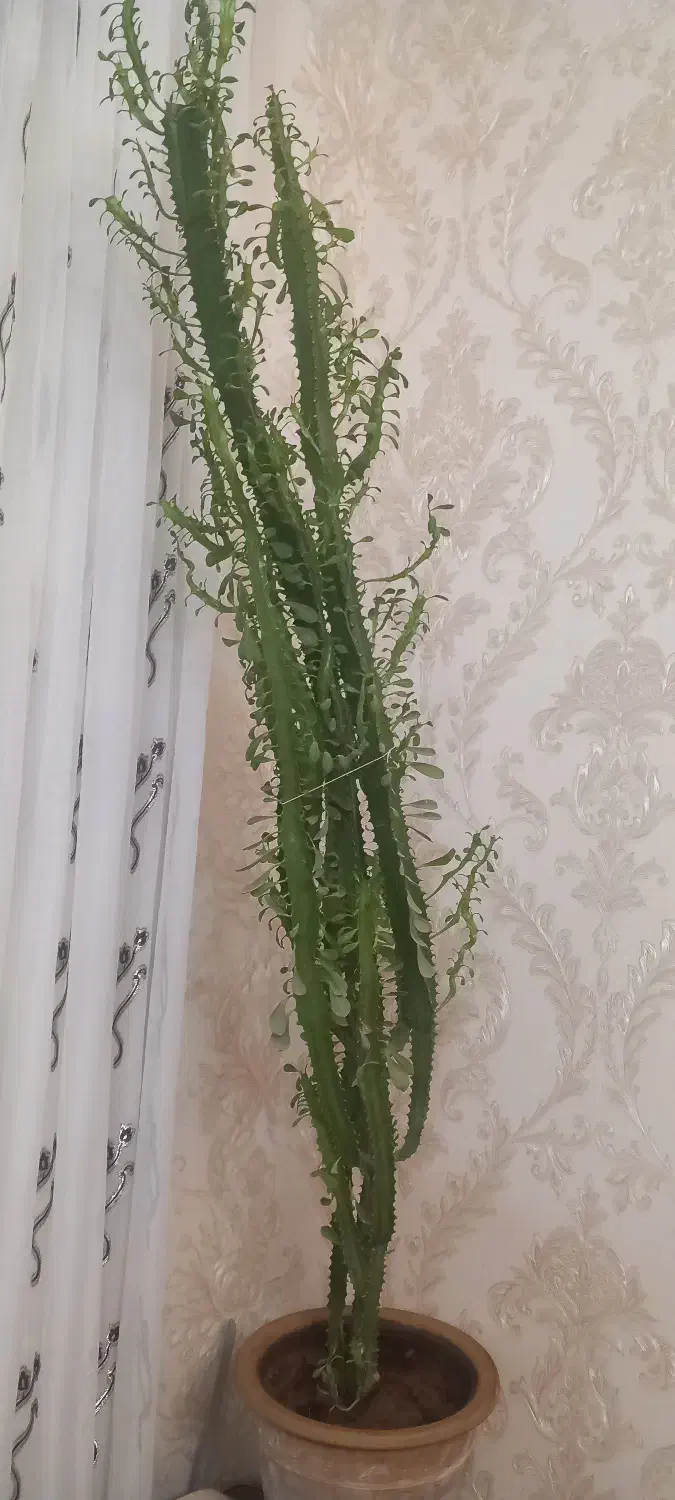 گلهای خوب|گل و گیاه طبیعی|مراغه, |دیوار