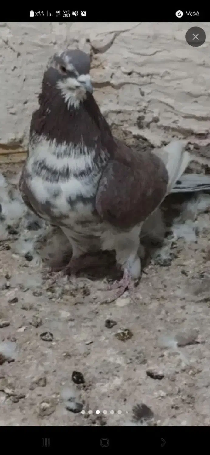 کبوتر رفته|پرنده|خرمدره, |دیوار