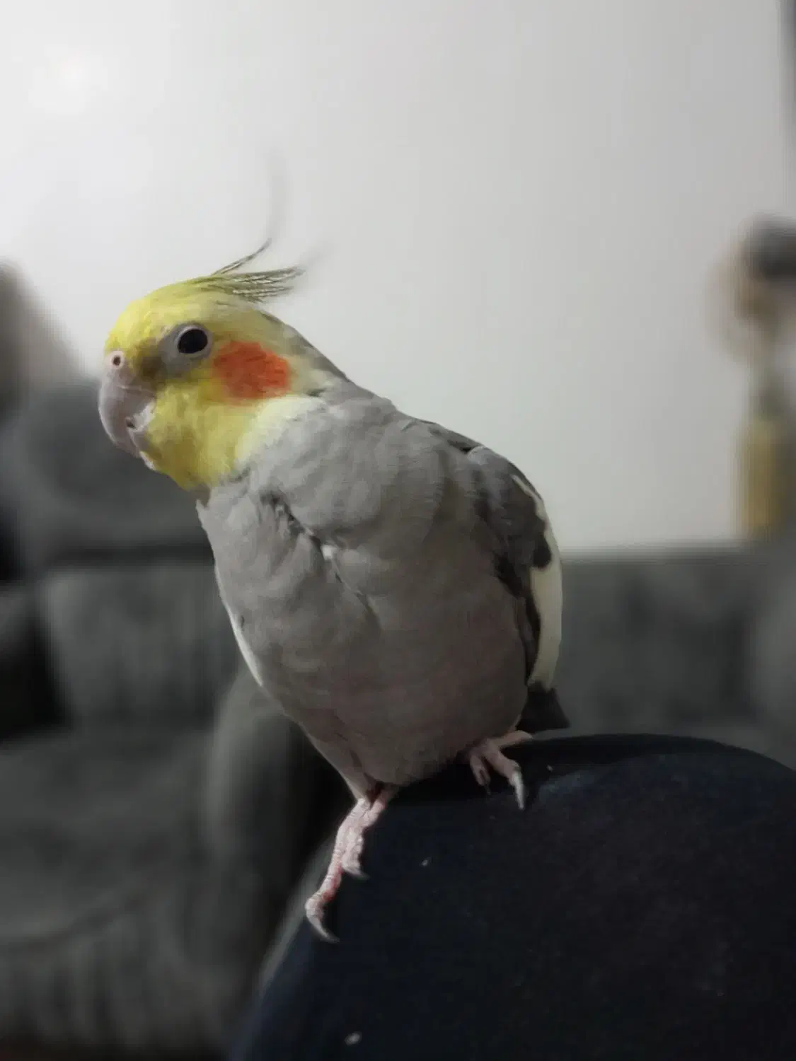 عروس هلندی نر|پرنده|محمدشهر, شهرک پیام (مهرالبرز)|دیوار