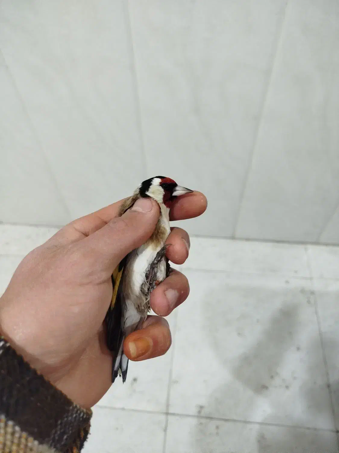 سه عدد سهره نر|پرنده|نقده, |دیوار