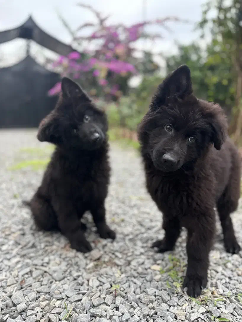 یک جفت ژرمن نر ماده خریدار واقعی تخفیف داره.|سگ|رودسر, |دیوار