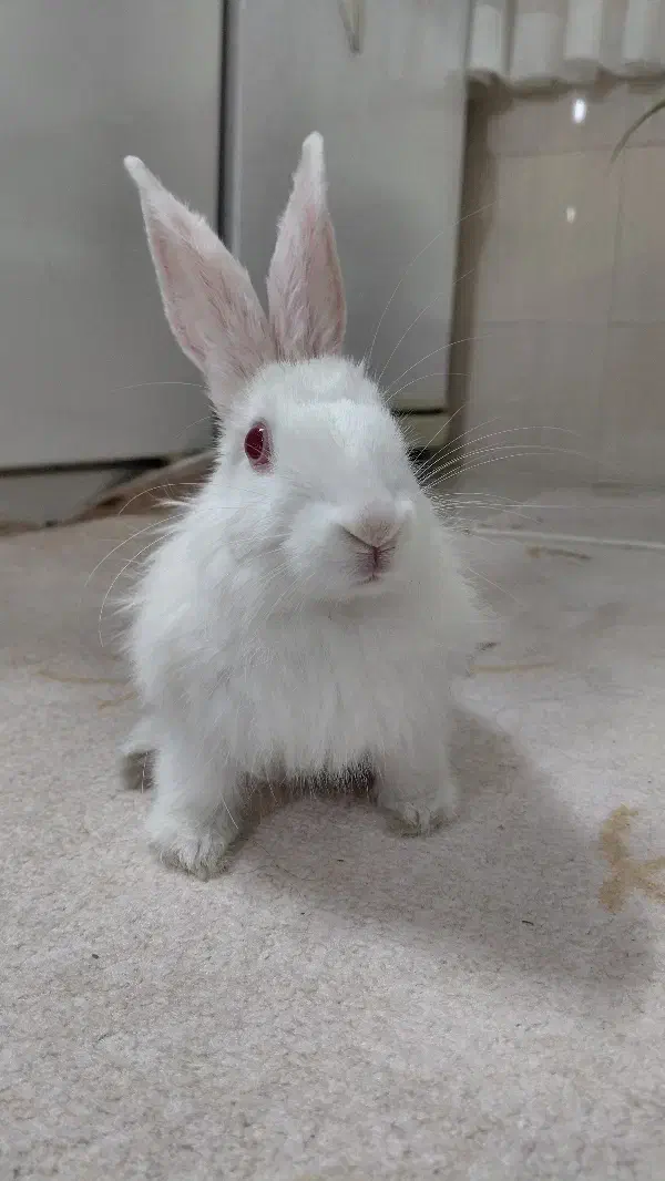 خرگوش نر|موش و خرگوش|بروجرد, |دیوار