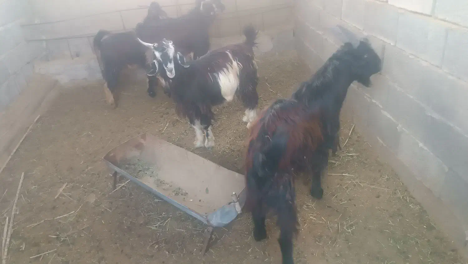 چهار کهره نرچاق وسرحال|حیوانات مزرعه|برازجان, |دیوار