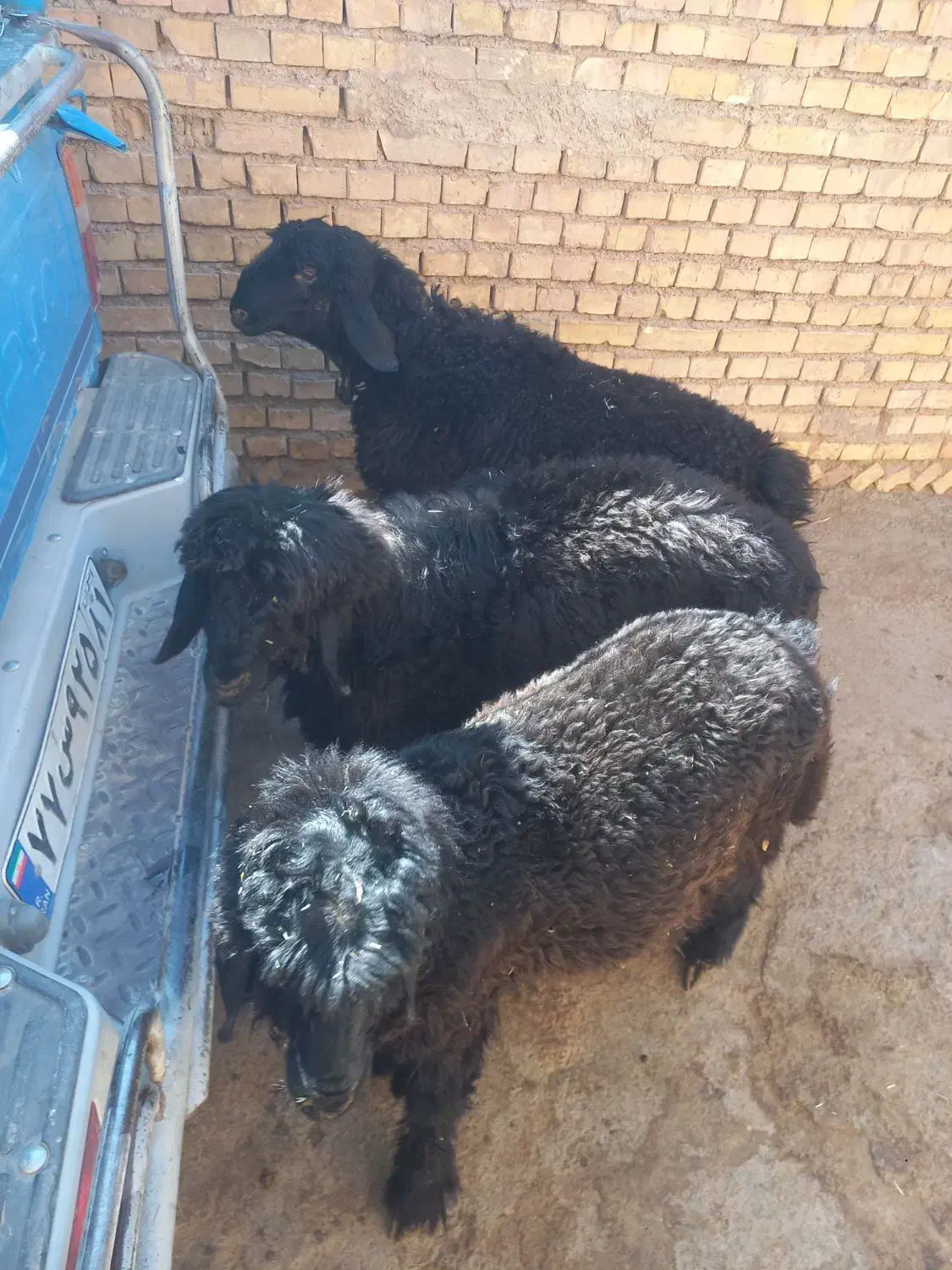 فروش سه عدد بره ته کم سن و سال تخمی|حیوانات مزرعه|خانمیرزا, |دیوار