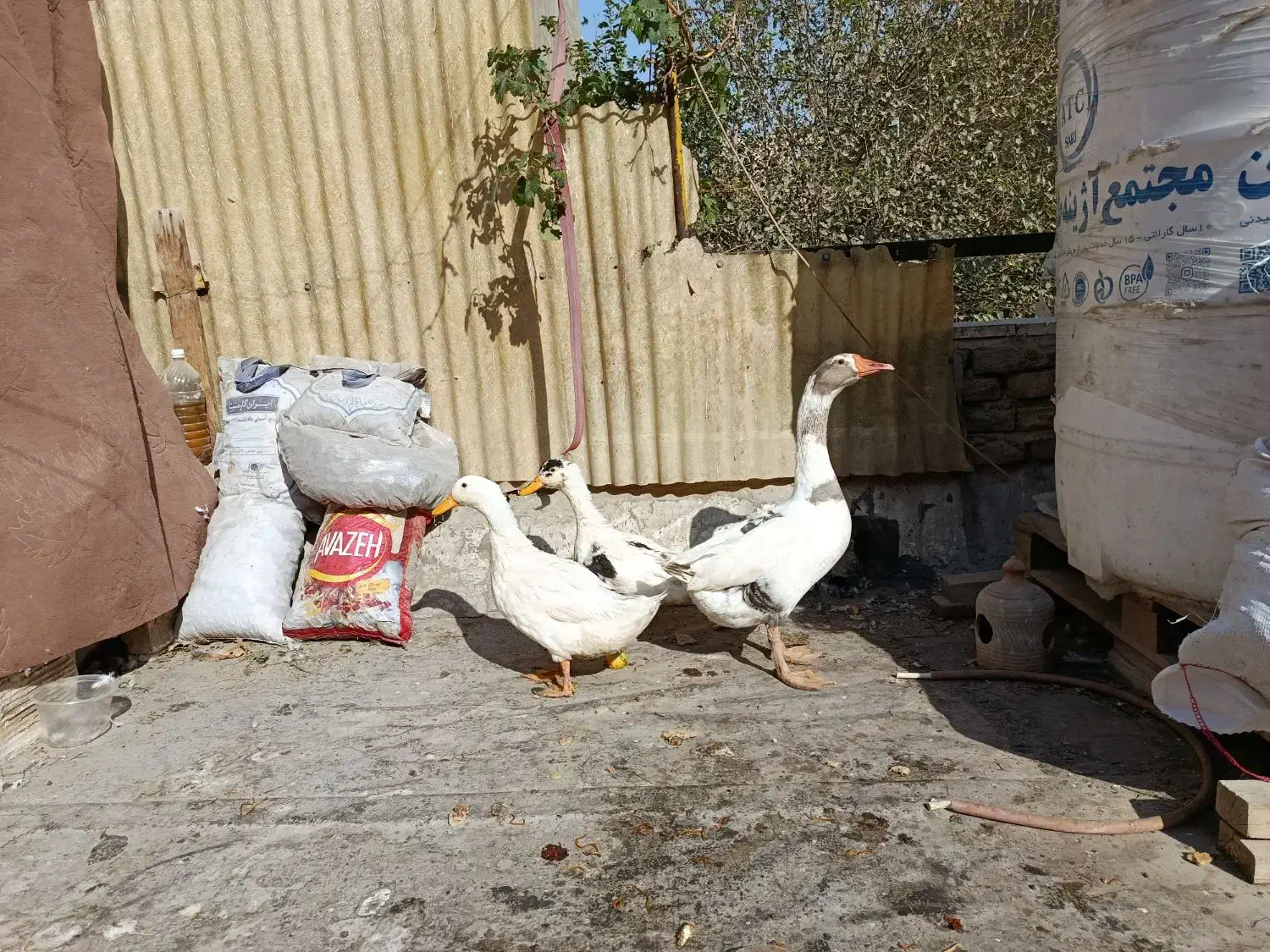 اردک و غاز|حیوانات مزرعه|قرچک, مهدیه|دیوار