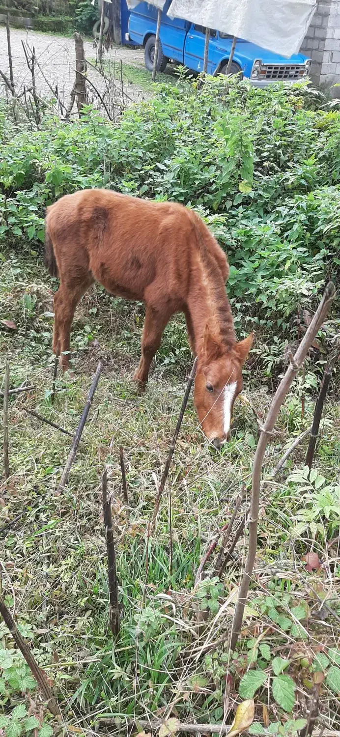 معاوضه هم انجام میدم با گوسفند چیزی ک به کارم بیاد|حیوانات مزرعه|نشتارود, |دیوار