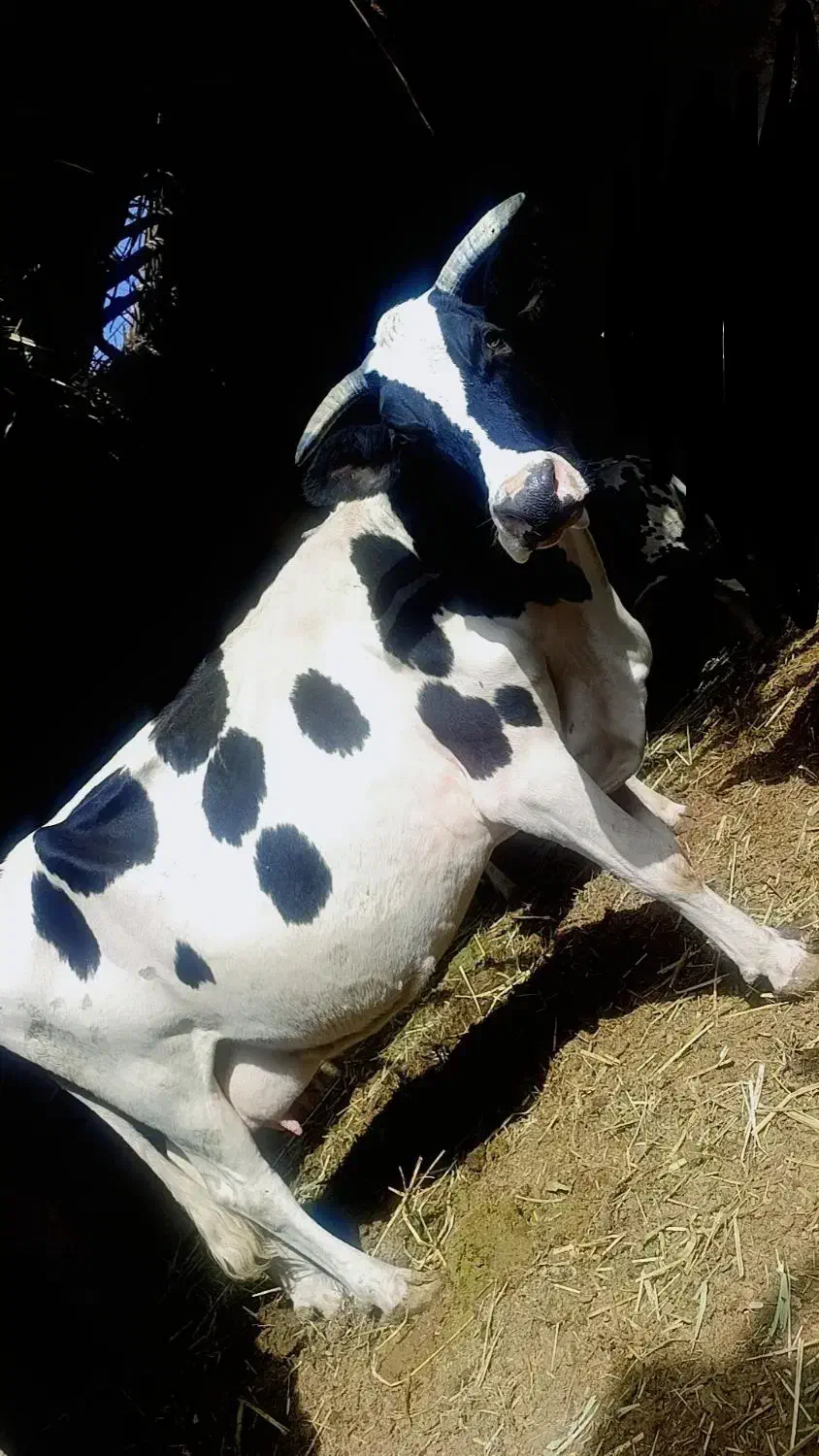 کاو|حیوانات مزرعه|شیراز, شاپورجان|دیوار