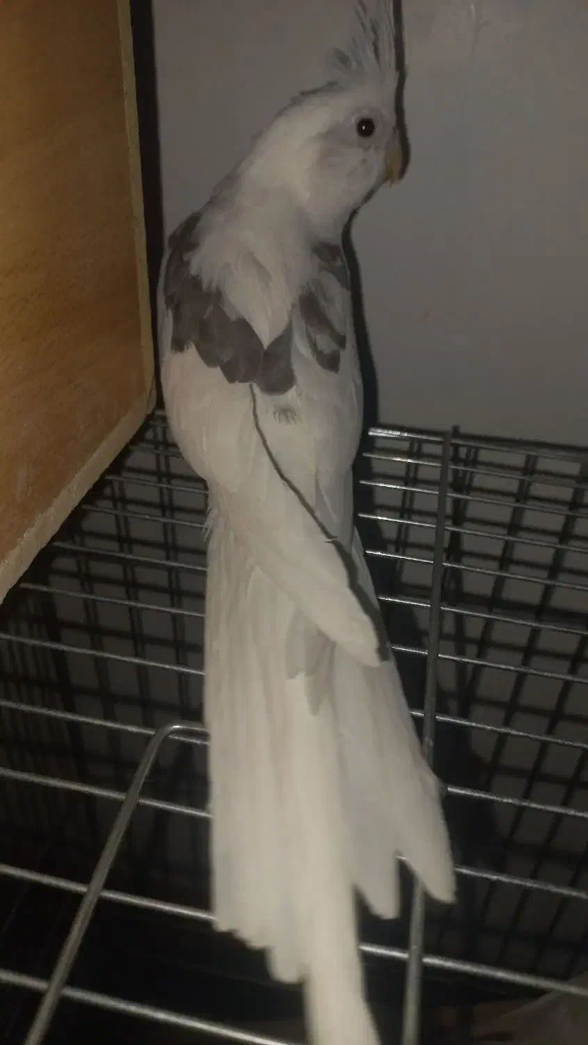 جوجه عروس هلندی|پرنده|قدس, شهرقدس|دیوار