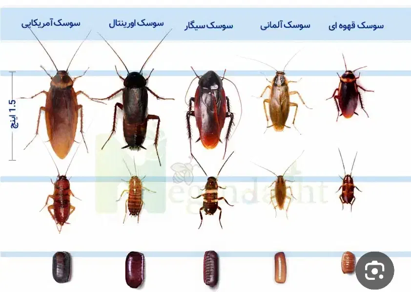 سوسک کشی ،سم پاشی|خدمات نظافت|اردبیل, |دیوار