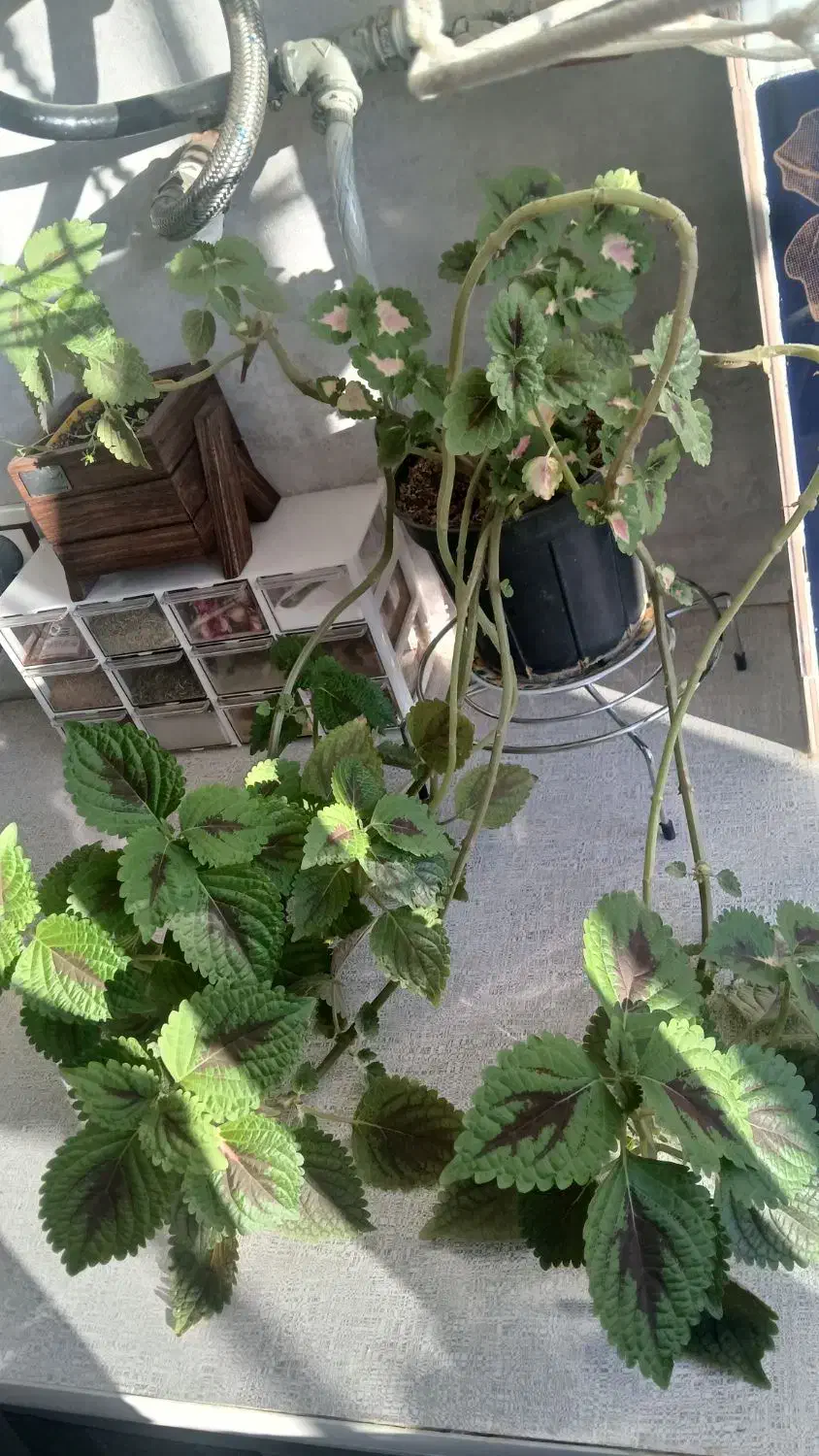 گلهای آپارتمانی|گل و گیاه طبیعی|ساوه, |دیوار