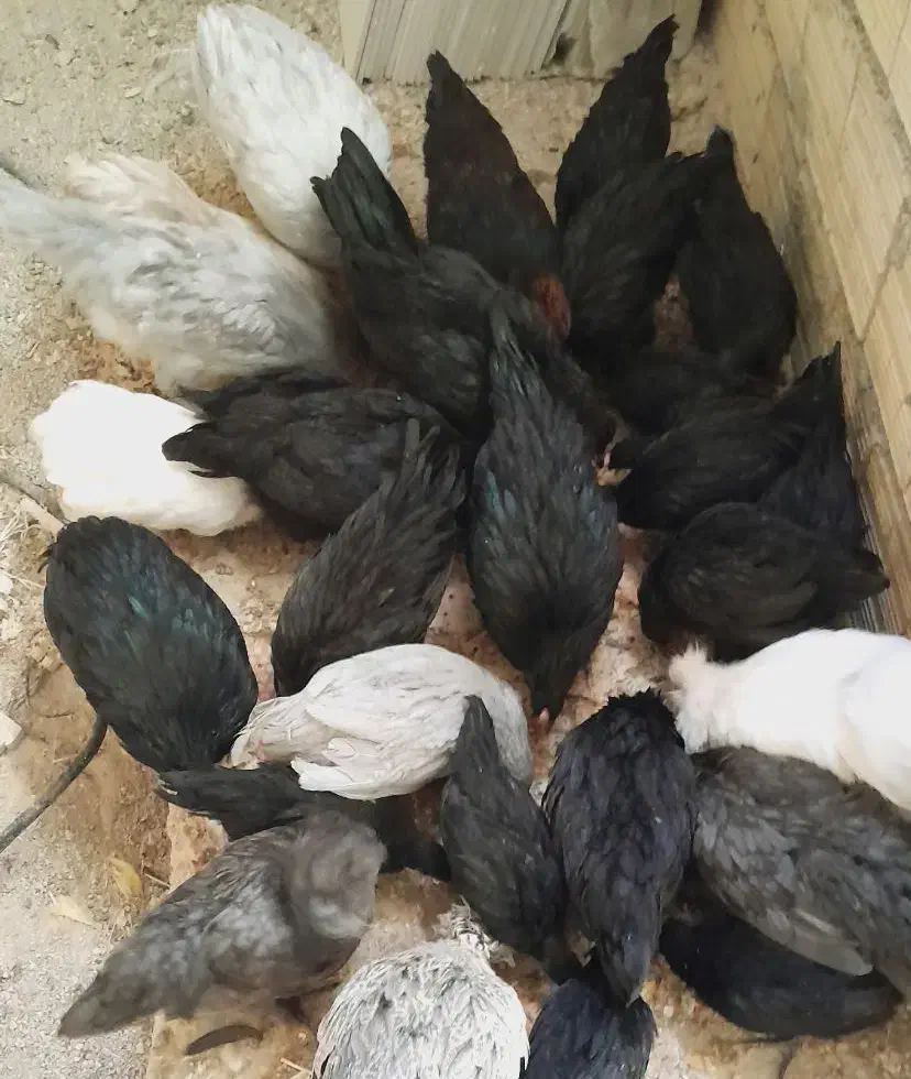 نیمچه مرغ و خروس محلی و زینتی|حیوانات مزرعه|شیراز, شهرک دارایی|دیوار