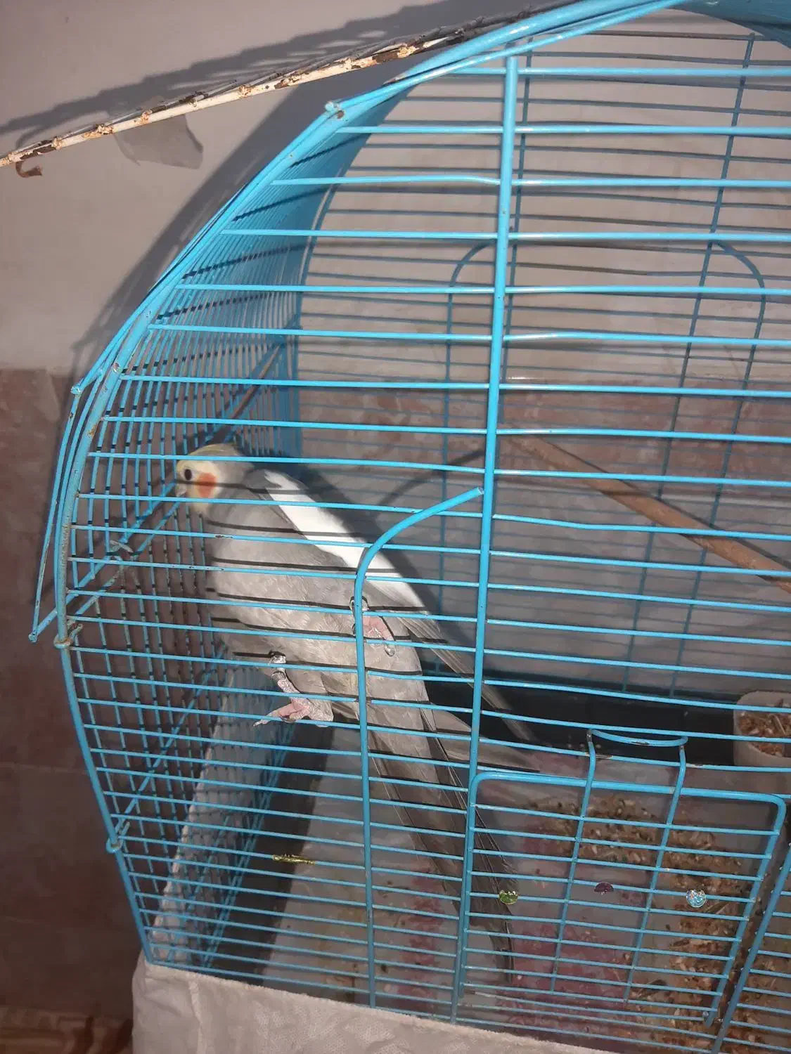 فنچ مرغ عشق عروس هلندی|پرنده|بندرعباس, |دیوار