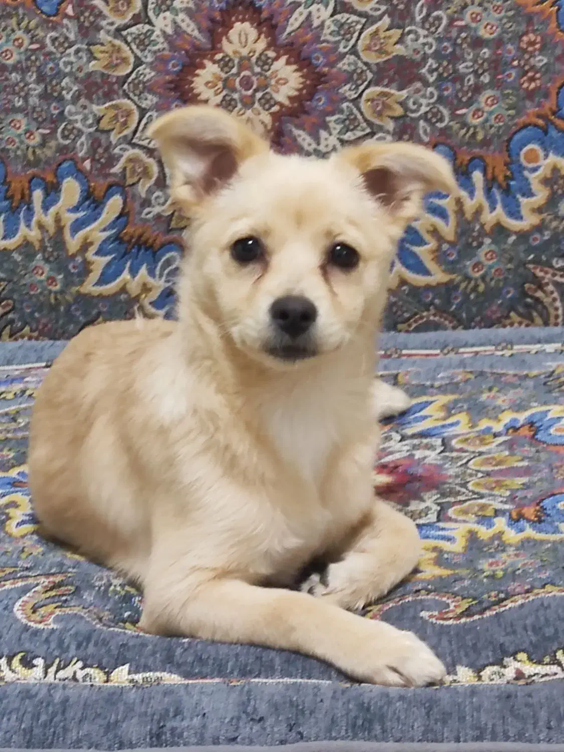 واگذاری سگ پامر ماده باهوش|سگ|شیراز, شهرک گلدشت حافظ‎|دیوار