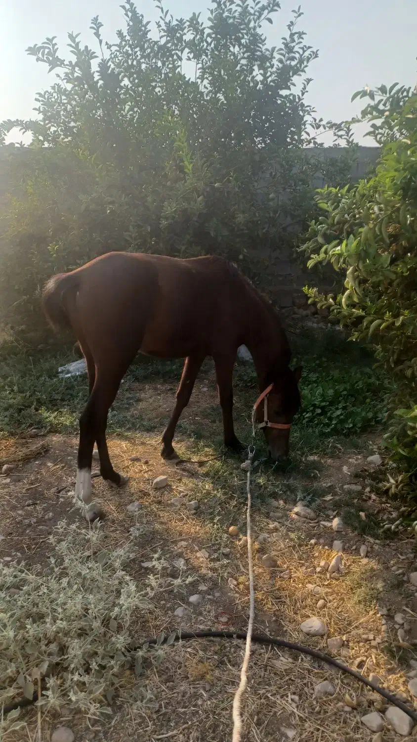 اسبنریونمعاوضهباگوسفند|اسب و تجهیزات اسبسواری|دوگنبدان, |دیوار