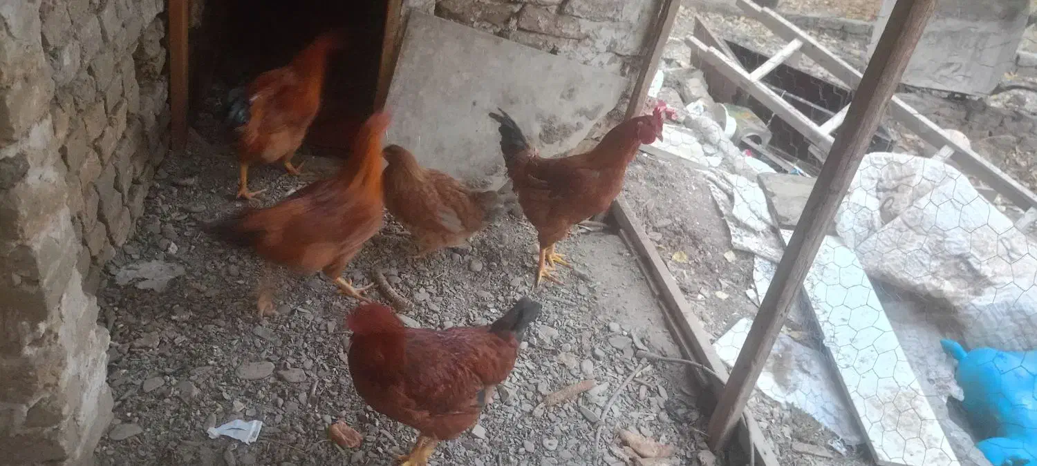 خروس|حیوانات مزرعه|مشهد, میان ولایت|دیوار