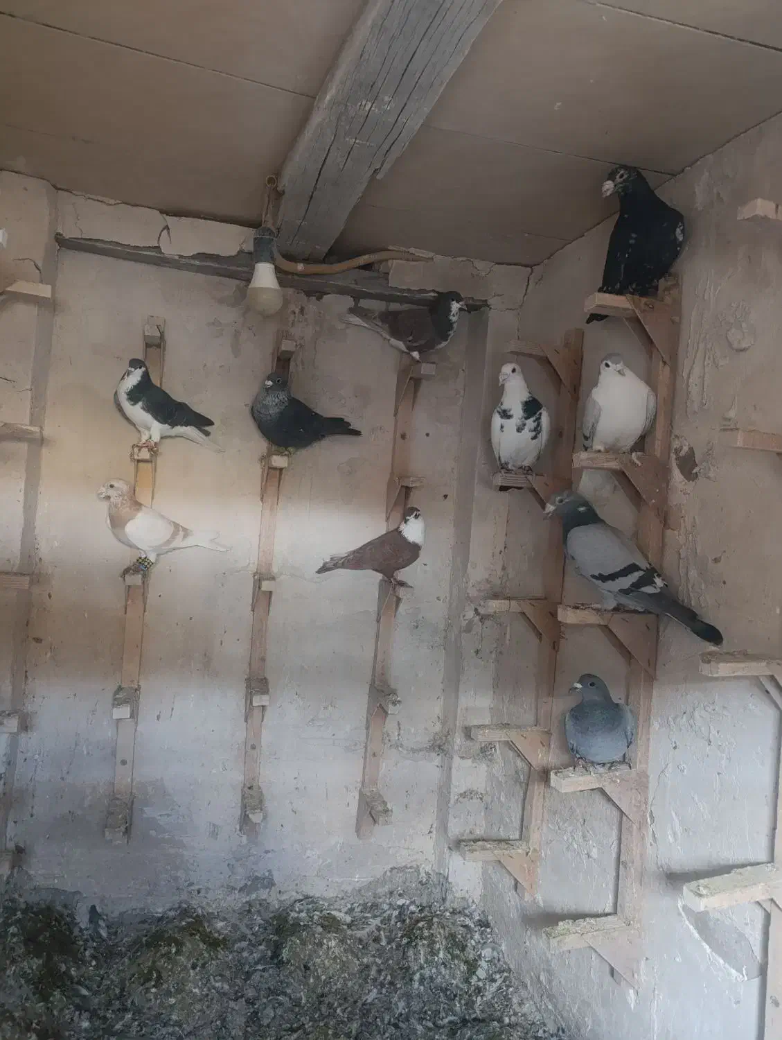 ده عدد نره شب بازی|پرنده|شیراز, حافظیه|دیوار