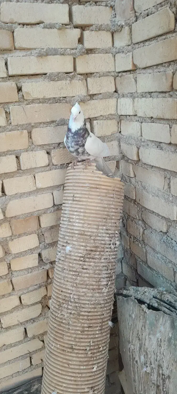 کبوتر طوقی|پرنده|شادگان, |دیوار