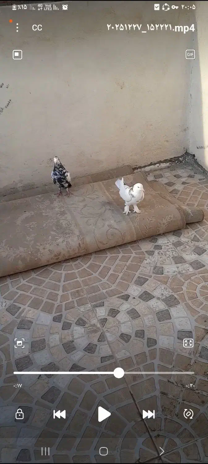 کفتر|پرنده|آفتاب, |دیوار