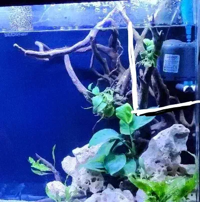 تاپ فیلتر|ماهی|ری, دیلمان|دیوار