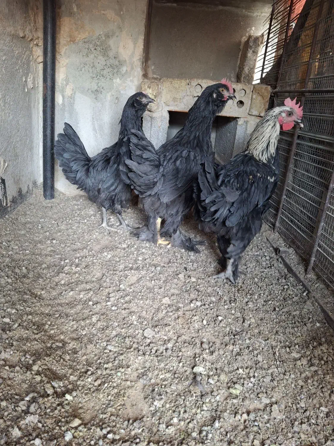 جوجه مرغ خروس رسمی|حیوانات مزرعه|ری, سیزده آبان|دیوار