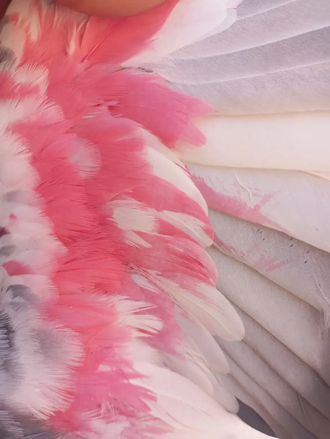 کبوتر پرشی|پرنده|اصفهان, منتظرالمهدی|دیوار