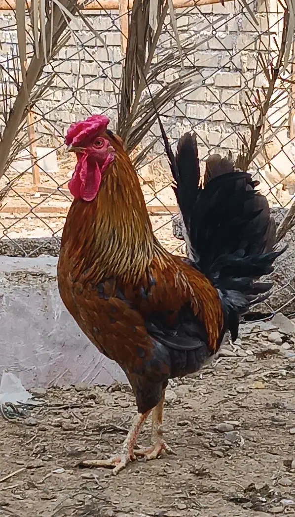 فروش تخم نطفه دار مرغ عربی|حیوانات مزرعه|اهواز, کیان اباد|دیوار