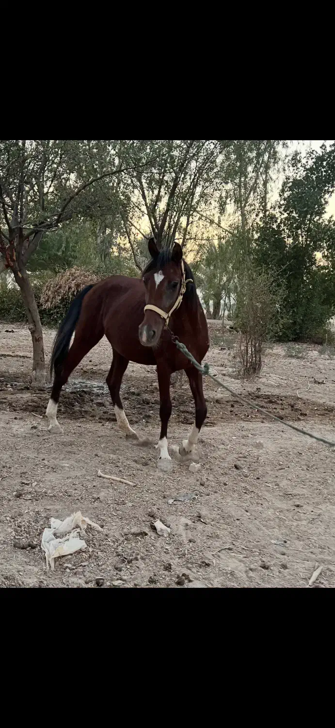 اسب عربی جوان|اسب و تجهیزات اسب‌سواری|هندیجان, |دیوار