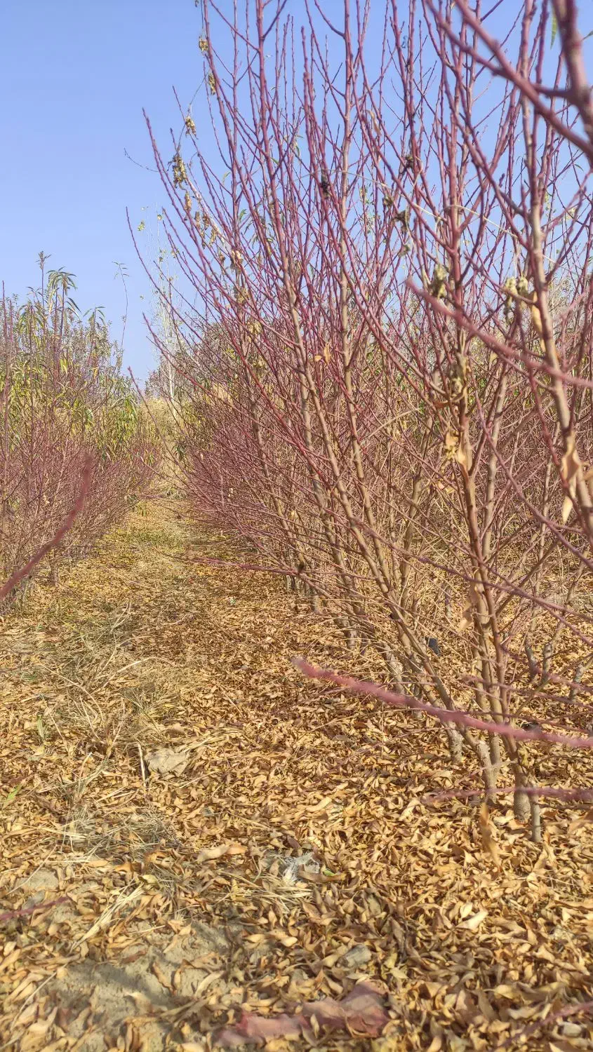 فروش انواع نهال های پیوندی|خدمات باغبانی و درختکاری|اصفهان, شاهزاده ابراهیم|دیوار