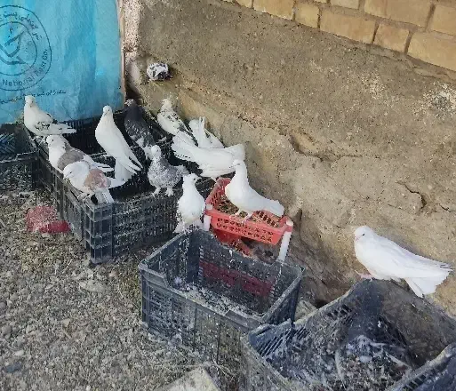 فروش تعدادی کبوتر|پرنده|دلیجان, |دیوار