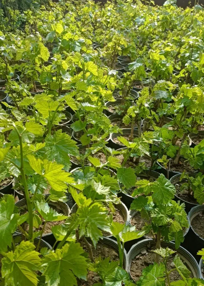 نهال انگور|گل و گیاه طبیعی|شیروان (خراسان), |دیوار