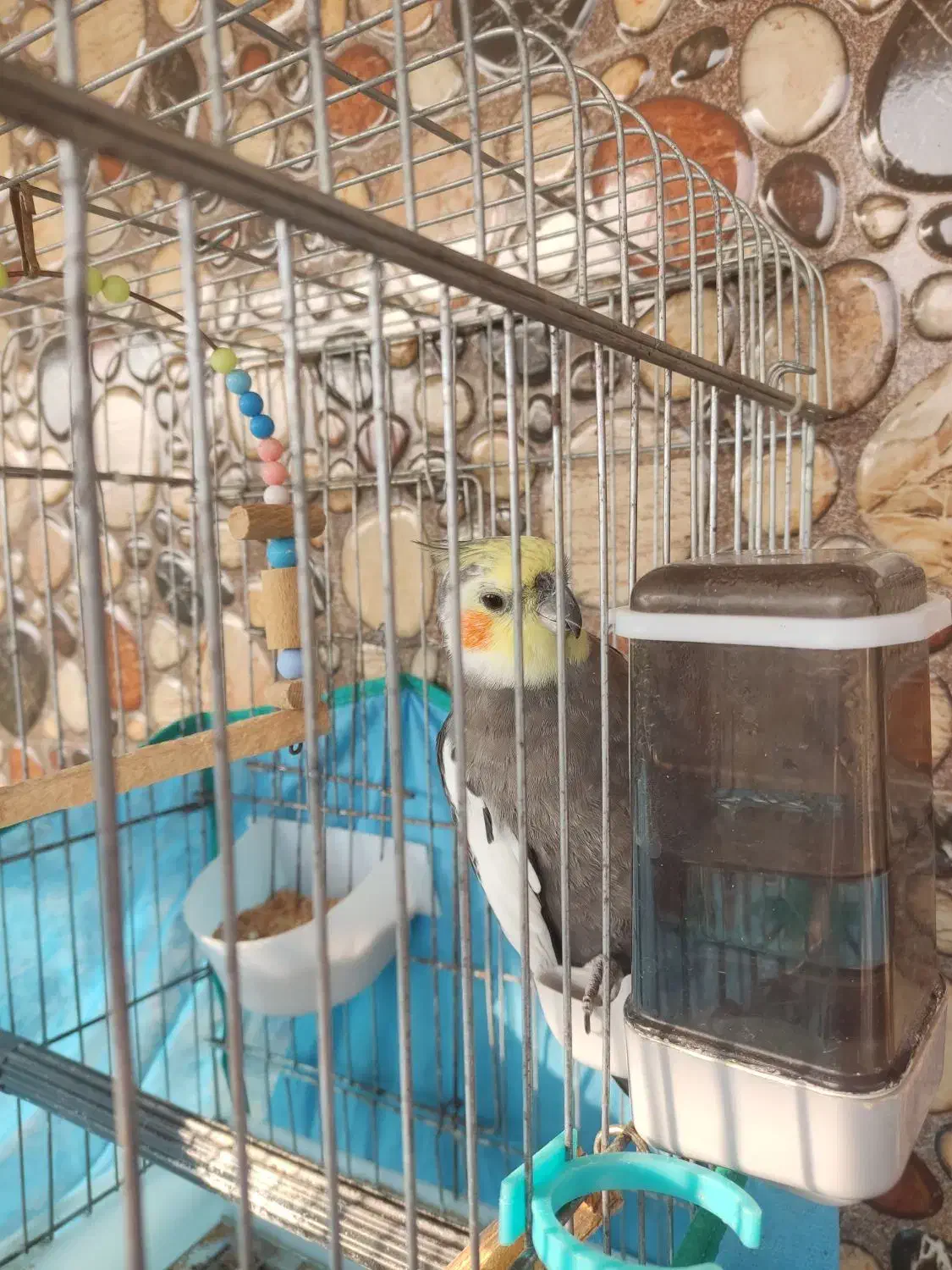 عروس هلندی نر سینامون سرحال|پرنده|ماسال, |دیوار